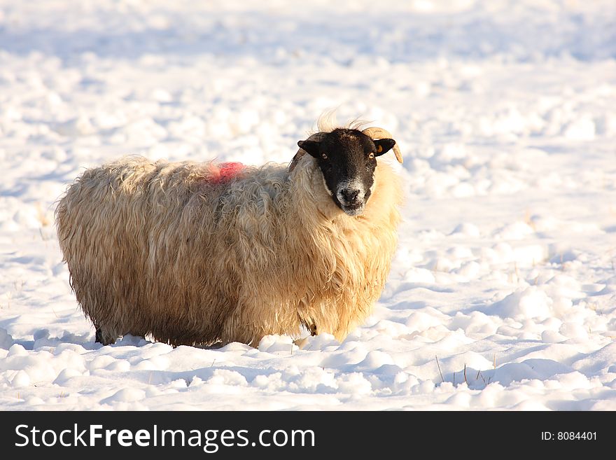 Sheep in the snow, Aberdeen, Scotland