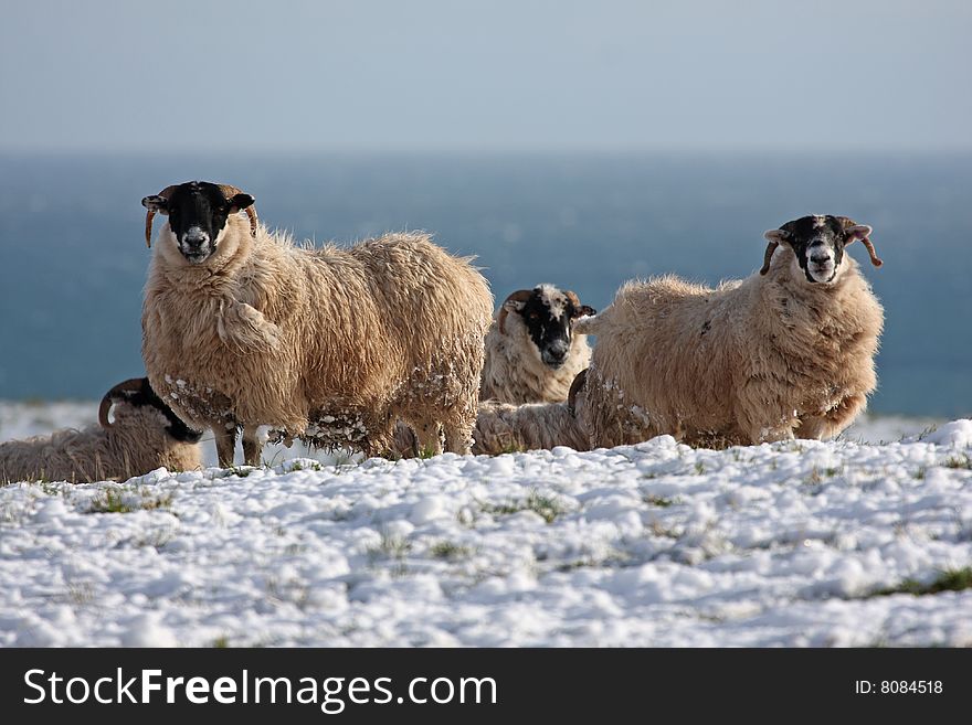 Sheep in the snow, Aberdeen, Scotland