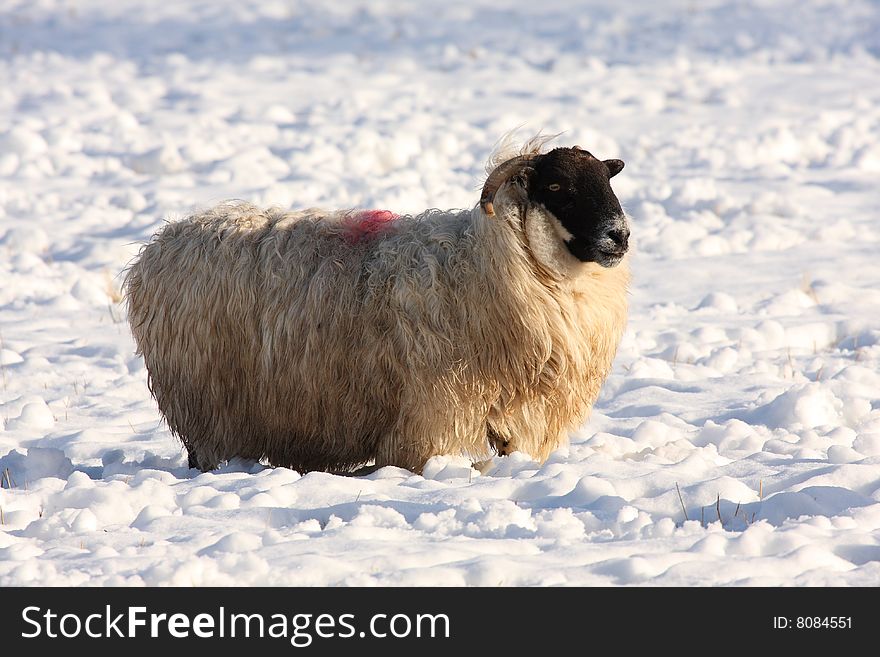 Sheep in the snow, Aberdeen, Scotland