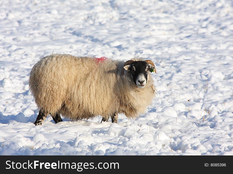 Sheep in the snow, Aberdeen, Scotland