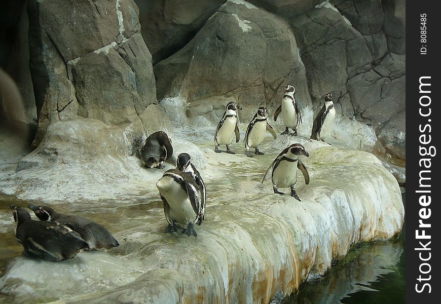 Group of penguins on walk in a zoo