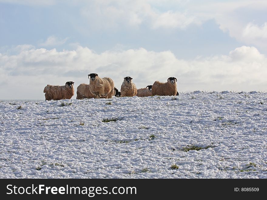 Sheep in the snow, Aberdeen, Scotland