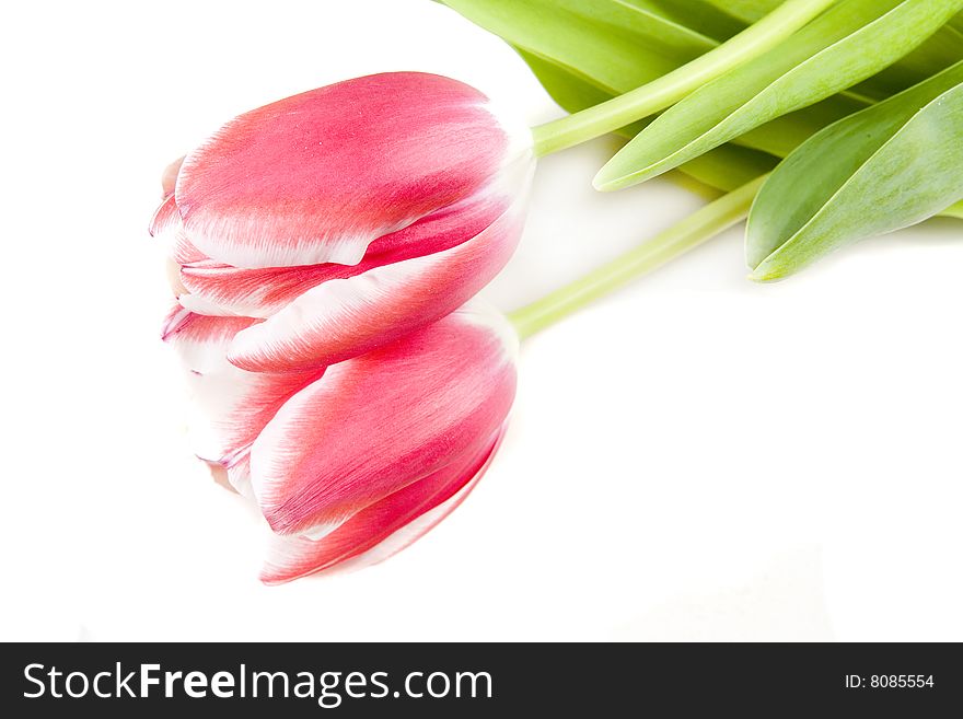 Pink tulips on white ground
