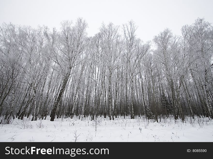 Frozen birchs in winter time