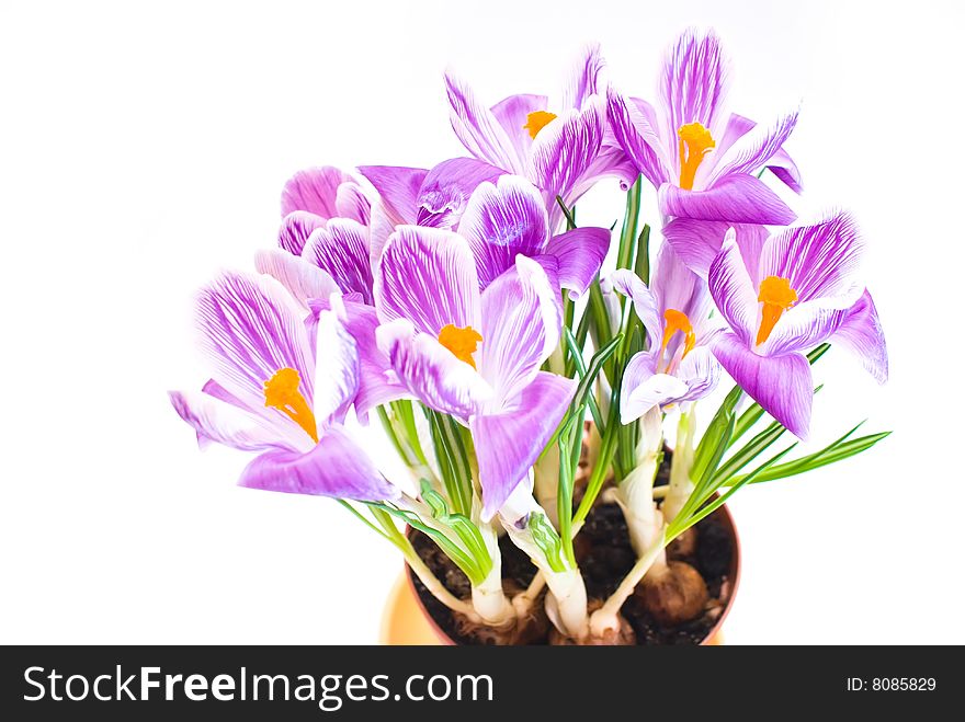 Crocus isolated on white background