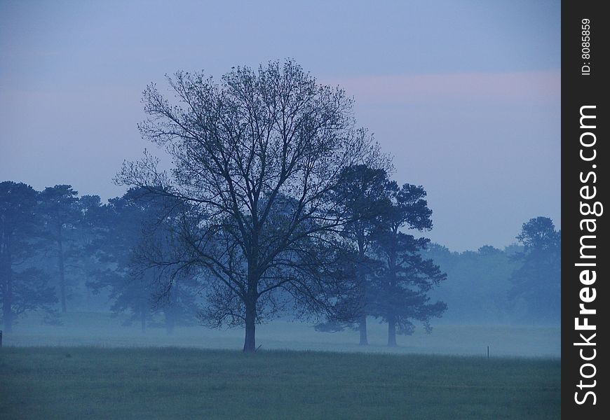 Trees in a field on a misty morning.