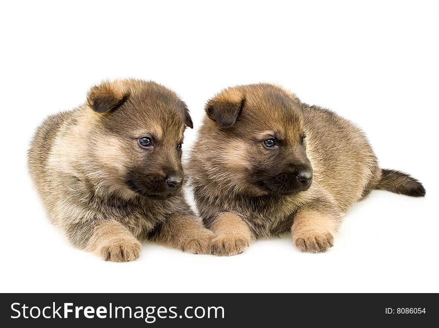 Germany sheep-dogs puppys isolated on white background. Germany sheep-dogs puppys isolated on white background