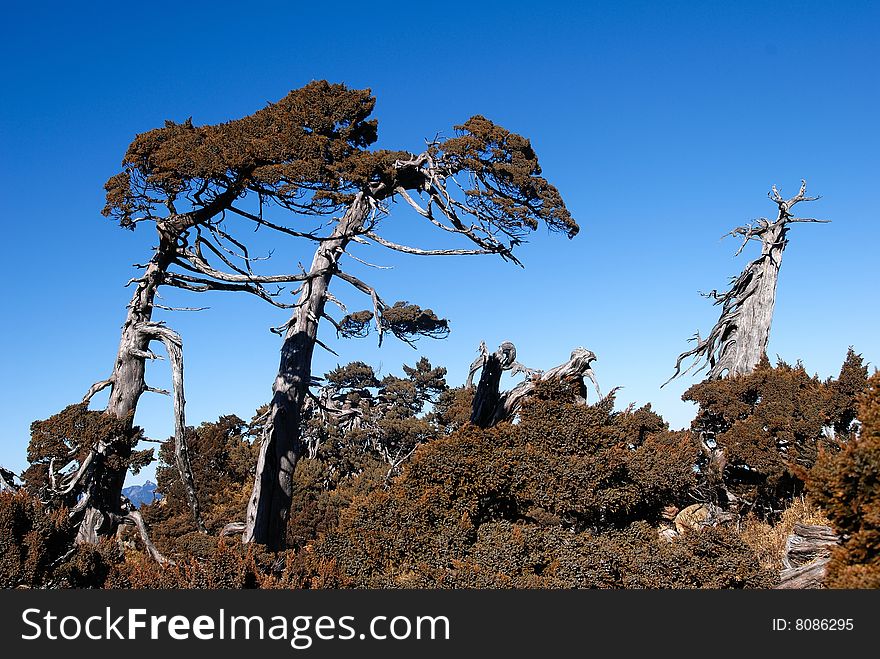 Yushan sabina trees of mountains high with pure sky...