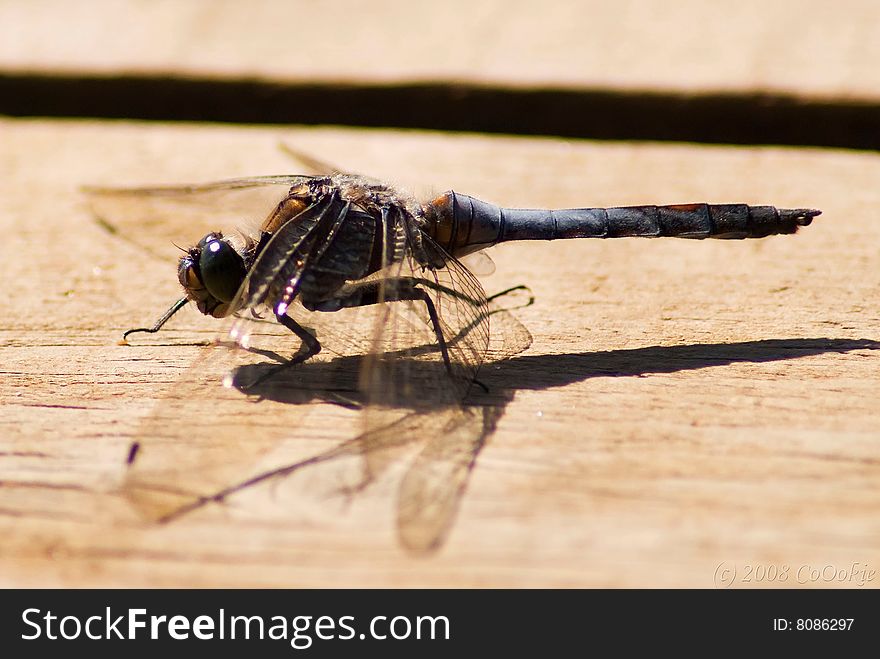 Macro shot of a dragonfly.