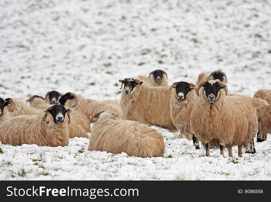 Sheep in the snow, Aberdeen, Scotland