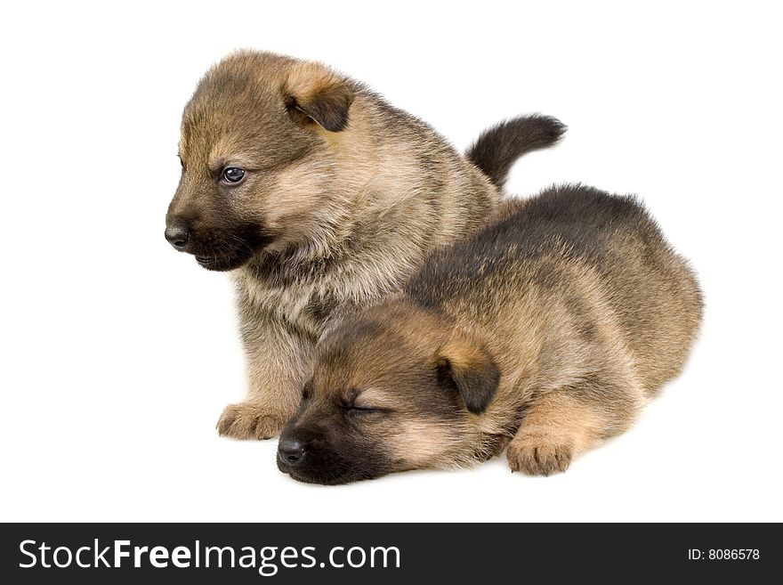 Germany sheep-dogs puppys isolated on white background. Germany sheep-dogs puppys isolated on white background