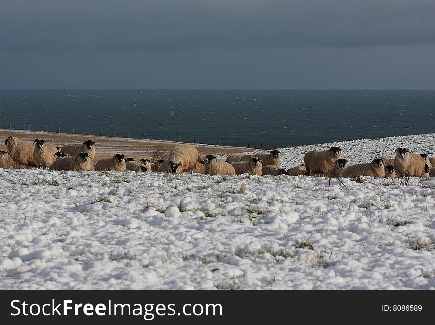 Sheep in the snow, Aberdeen, Scotland