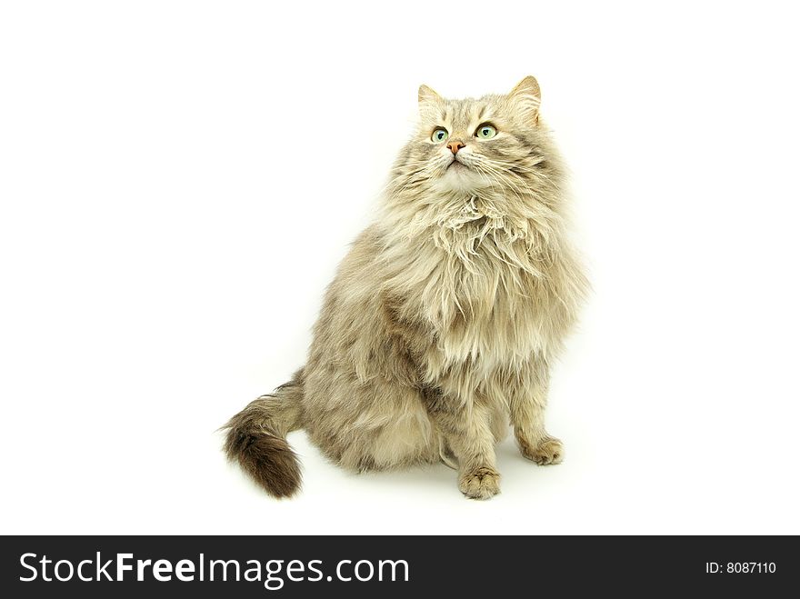 Cat isolated on a white background