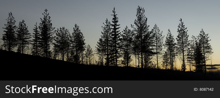 Silluetted trrees in the sunset. Silluetted trrees in the sunset