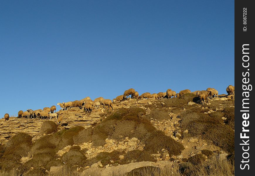 A drove of sheeps without a sheperd on a cliff in the mediterranean on the island cyprus. A drove of sheeps without a sheperd on a cliff in the mediterranean on the island cyprus