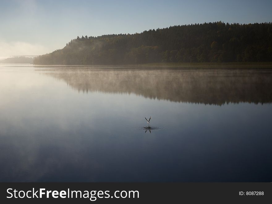 Bird Catching Fish