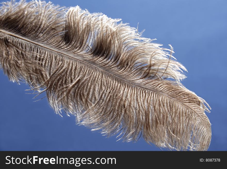 Plume of camel bird on blue background. Plume of camel bird on blue background