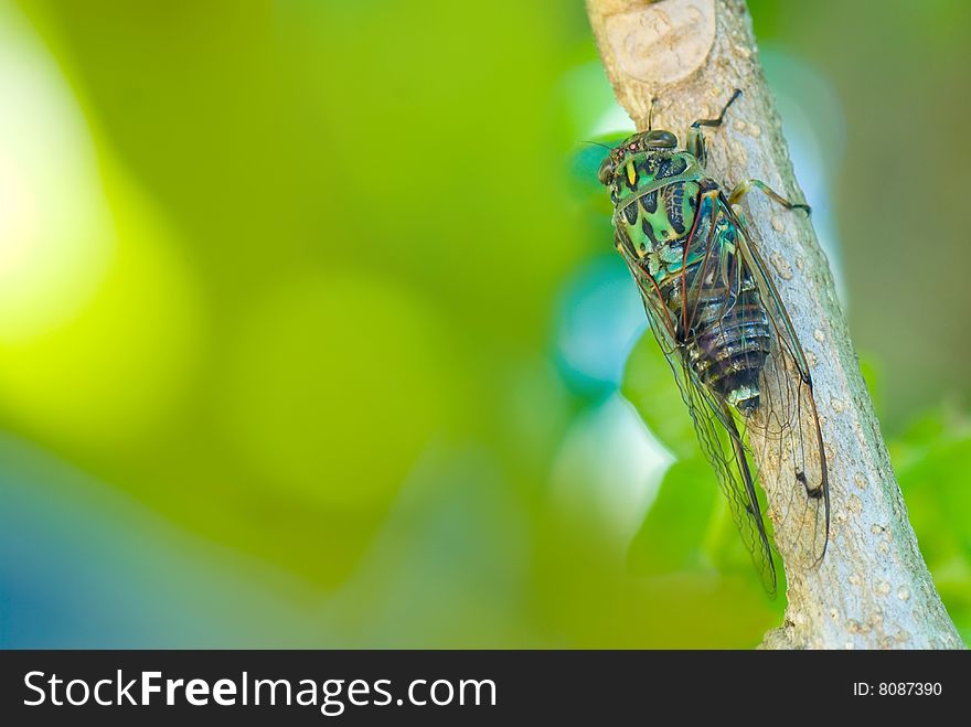 A macro shot of cicada on green background