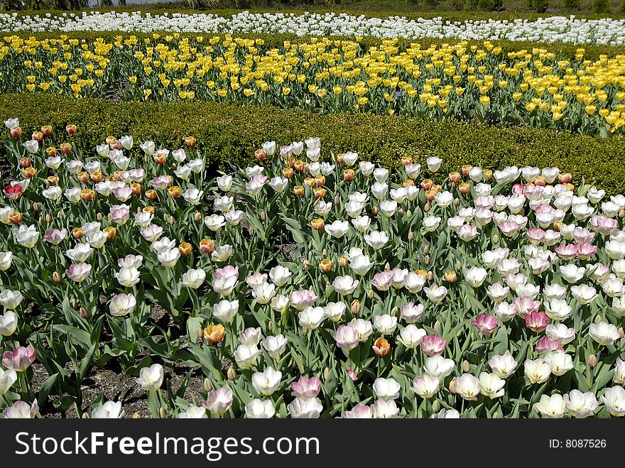 Field Of Flowers