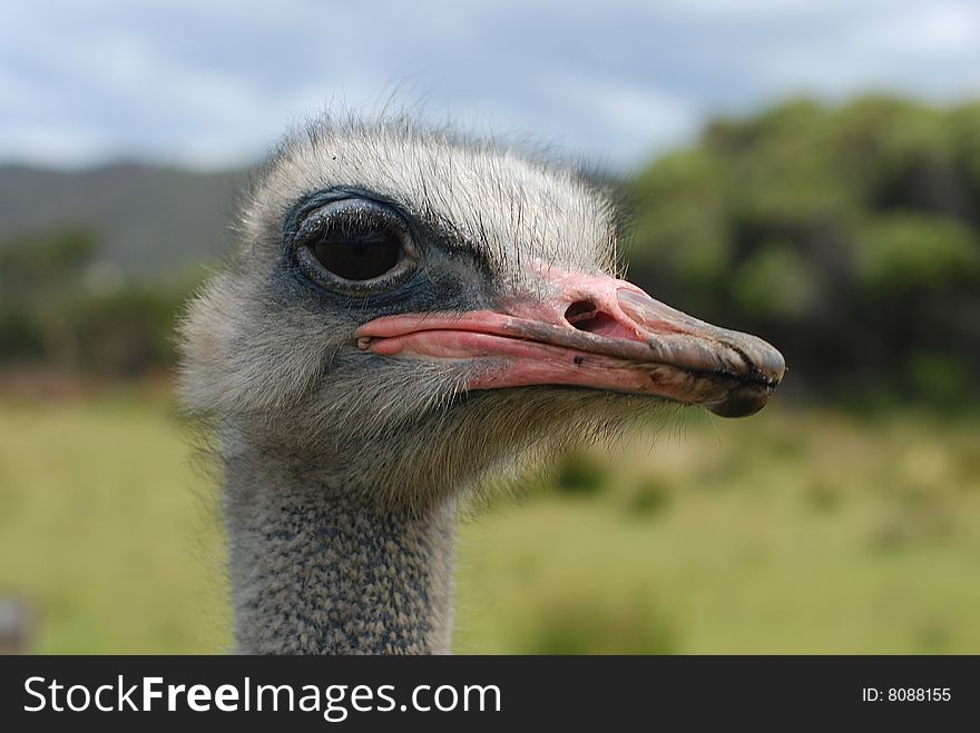 Close up on an Ostrich head