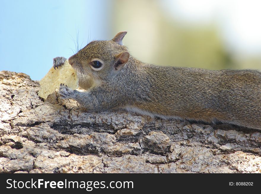 Squirrel eating chips
