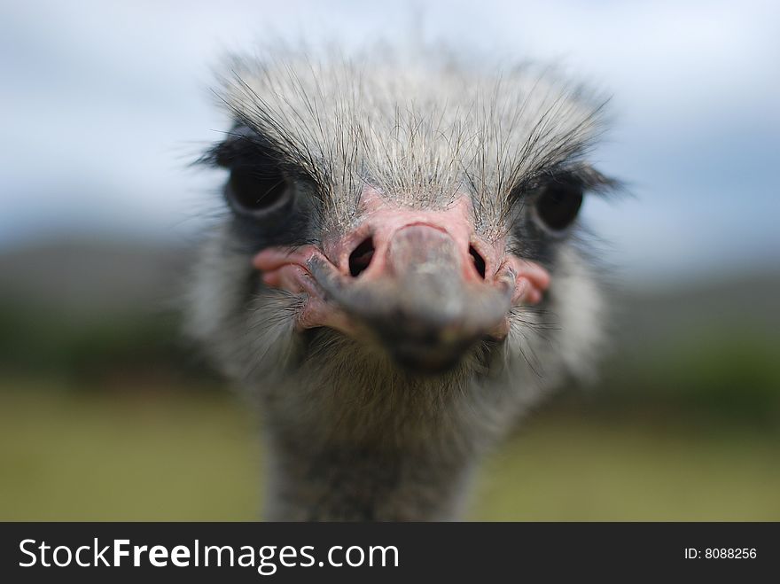 Close up on an Ostrich head