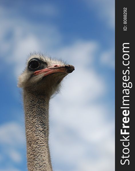 Ostrich with blue sky and clouds as background