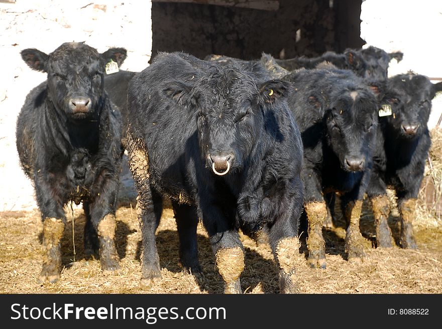 A black angus herd leader suspiciously eyes the photographer. A black angus herd leader suspiciously eyes the photographer.