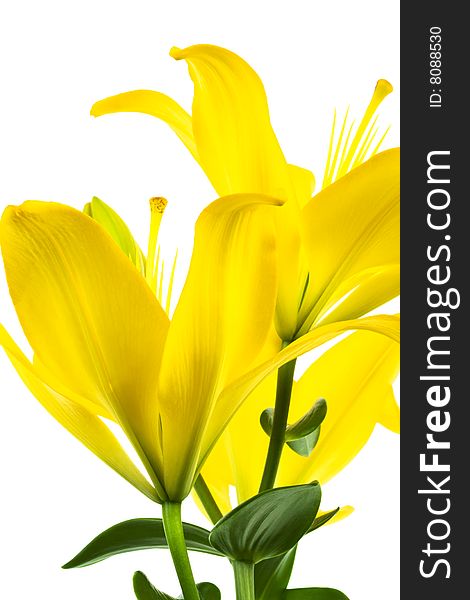 Beautiful yellow lily on a white background