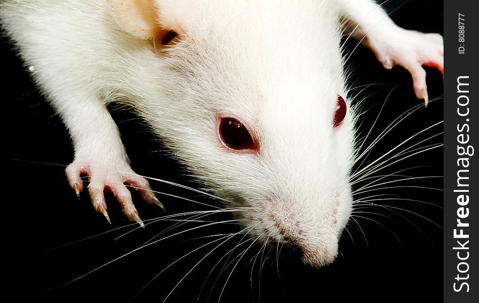 A close-up photo of a white rat with red eyes