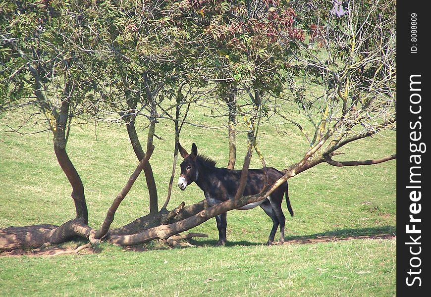 No donkeys do not grow on trees but it is a nice shady spot on a hot summer day. No donkeys do not grow on trees but it is a nice shady spot on a hot summer day.