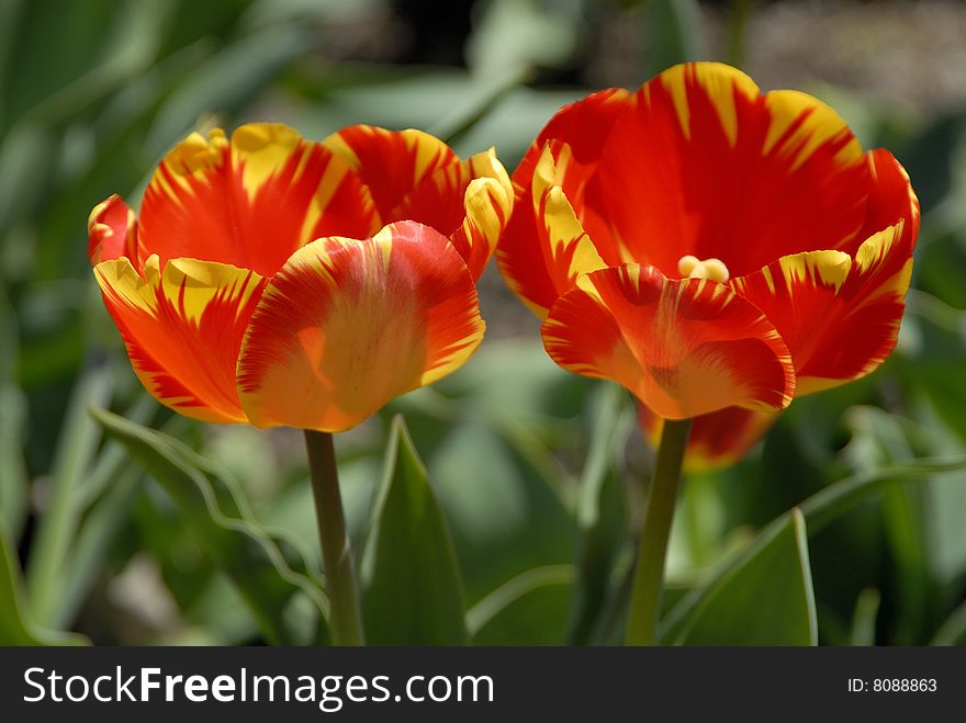 Orange and yellow colored flowers in a garden. Orange and yellow colored flowers in a garden