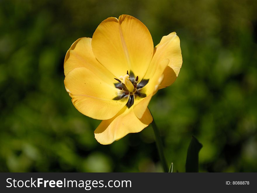 Nice yellow flower in bloom during springtime. Nice yellow flower in bloom during springtime