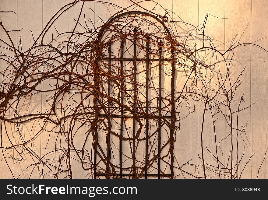 Wisteria in early evening sun with barren branches climbing over trellis. Wisteria in early evening sun with barren branches climbing over trellis