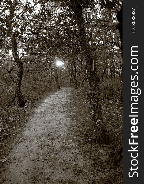 A path going through the woods at sunset. A path going through the woods at sunset