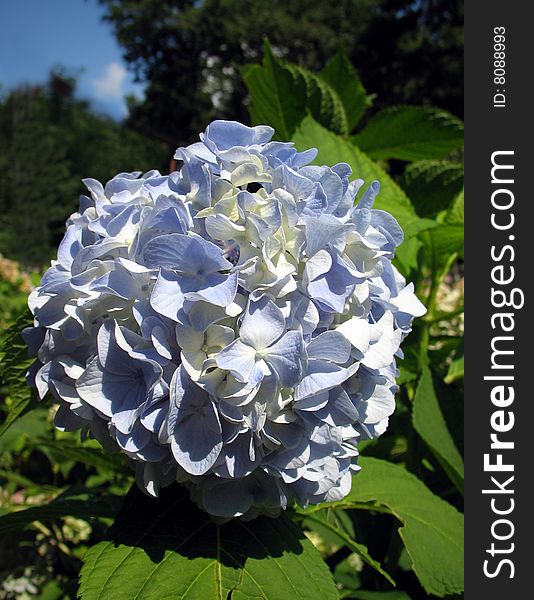 Blue flowers in the garden