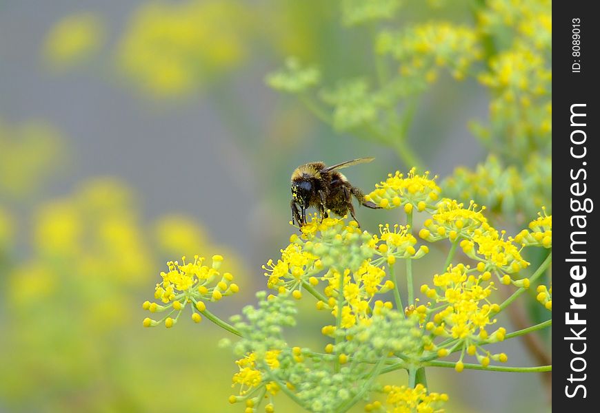 A bumble bee feeding on the flowers of wild fennel plants. A bumble bee feeding on the flowers of wild fennel plants.