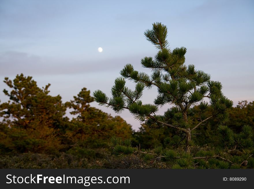 The moon in the evening sky visible through the trees. The moon in the evening sky visible through the trees