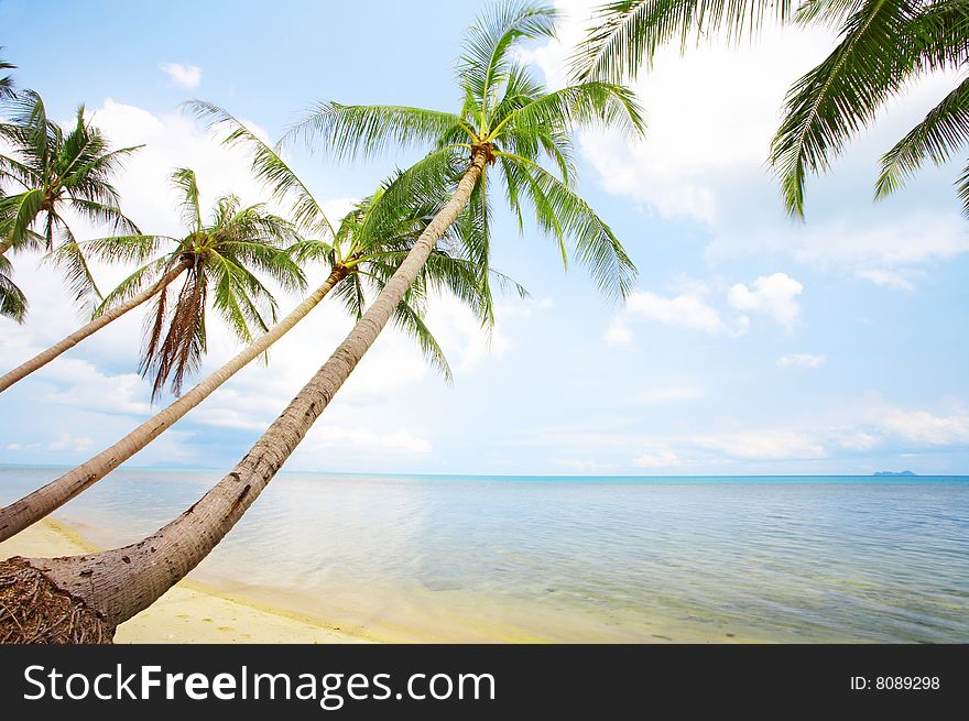 View of nice tropical empty sandy beach with some palm