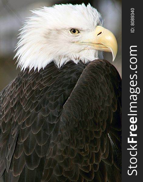 Profile of American Bald Eagle