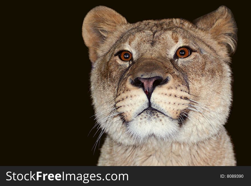 Front facing head and shoulder photo of a lioness. Against a black background. Taken at Potter Park Zoo, Lansing, MI. Front facing head and shoulder photo of a lioness. Against a black background. Taken at Potter Park Zoo, Lansing, MI