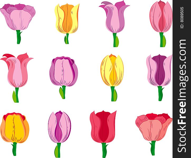 Many single tulips isolated on white background. Many single tulips isolated on white background
