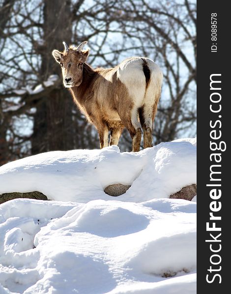 Shot of a mountain goat atop a snow covered hill