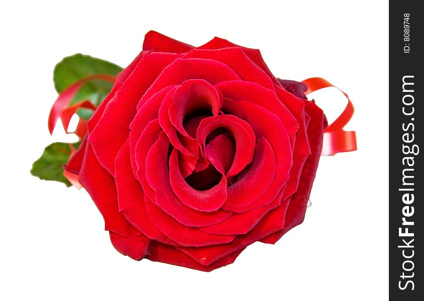 Celebrating Love - Red Rose Isolated On White