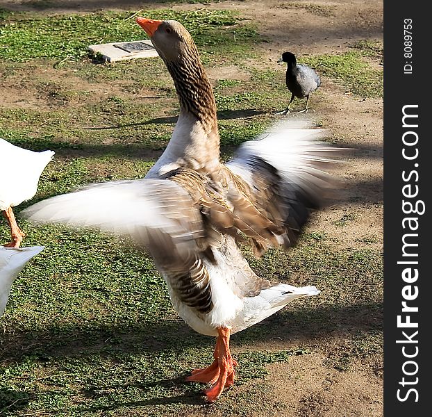 Flapping Brown Goose