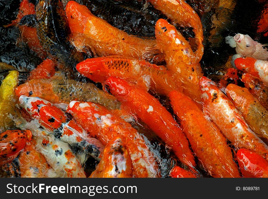 Colorful swimming Koi fish in a pond in Hawaii