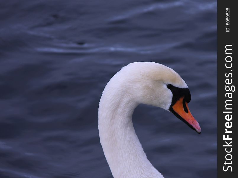 Close up image of Mute Swan (Cygnus Olor). Close up image of Mute Swan (Cygnus Olor)