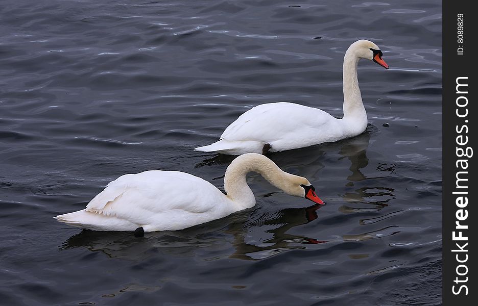 Two adult mute swans swimming. Two adult mute swans swimming