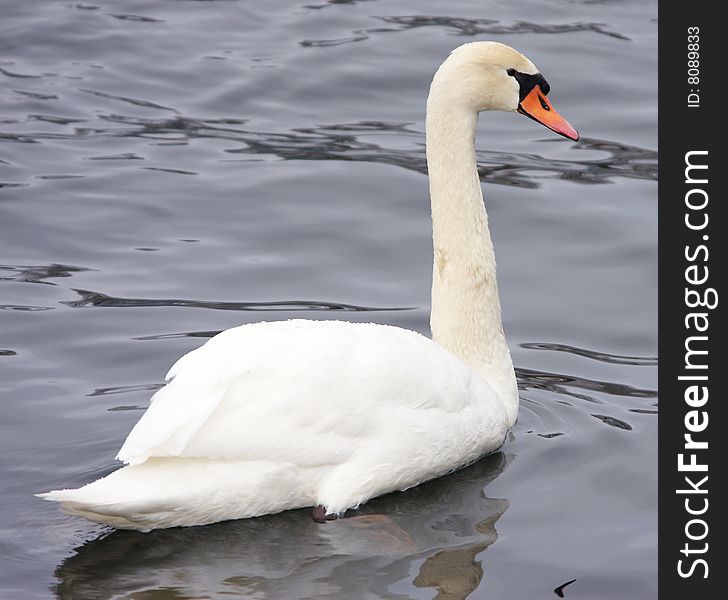 Adult Mute Swan (Cygnus Olor) swimming. Adult Mute Swan (Cygnus Olor) swimming