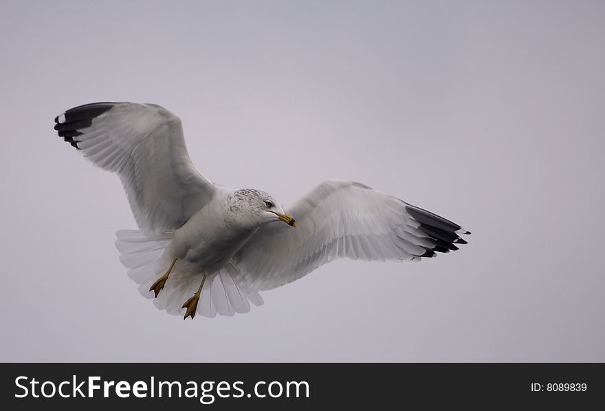 A Ring Billed Gull (Larus Delawarensis) in flight